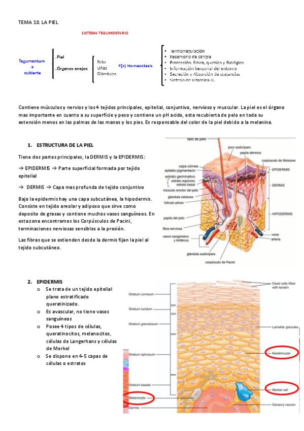 Miniatura del documento TEMA-10-EyF.pdf