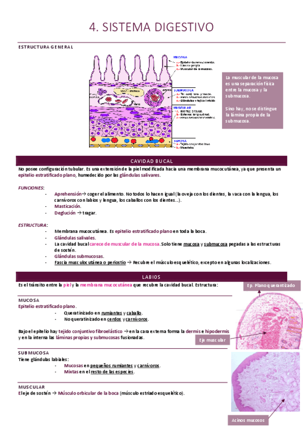 Miniatura del documento Sistema digestivo.pdf