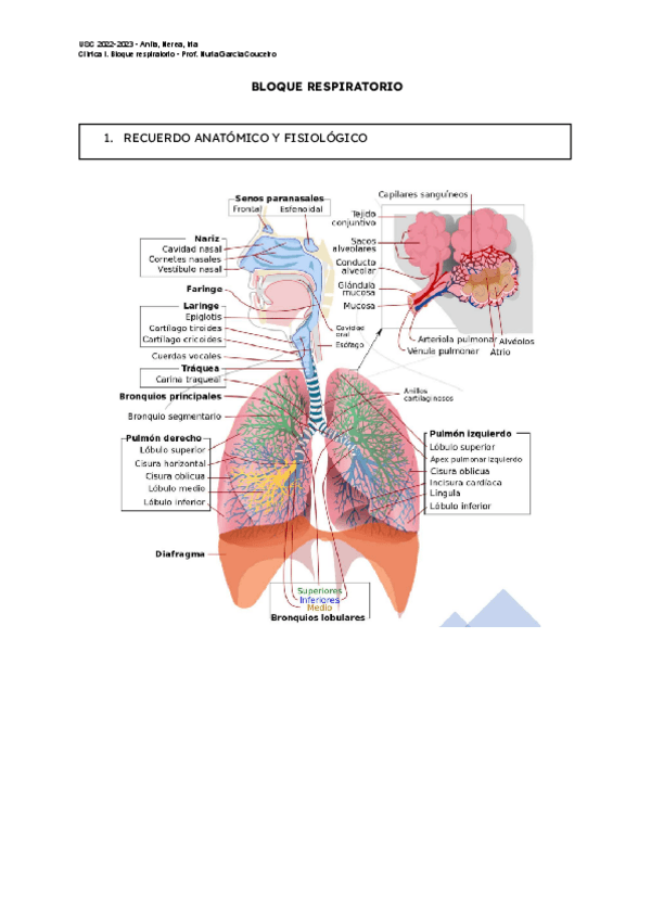 Miniatura del documento APUNTES-RESPIRATORIO.pdf