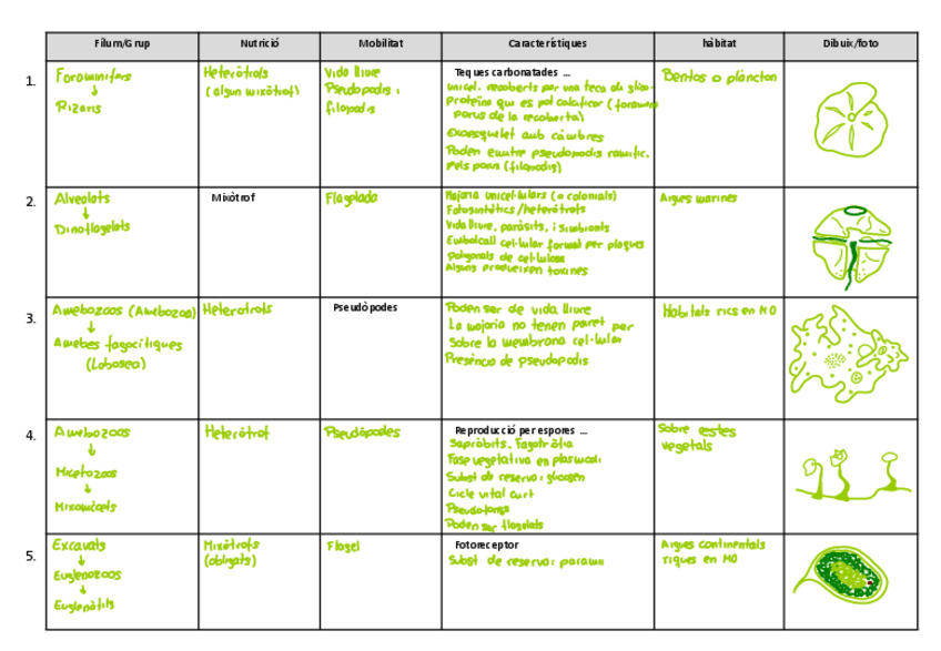Miniatura del documento 2.-GM-protistes-RESUM.pdf