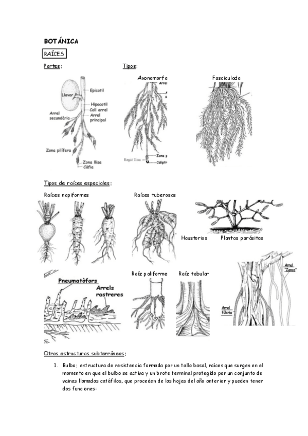 Miniatura del documento morfologia-vegetal-resumida.pdf