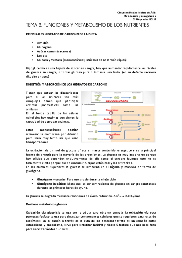 Miniatura del documento TEMA 3 metabolismo FINAL.pdf