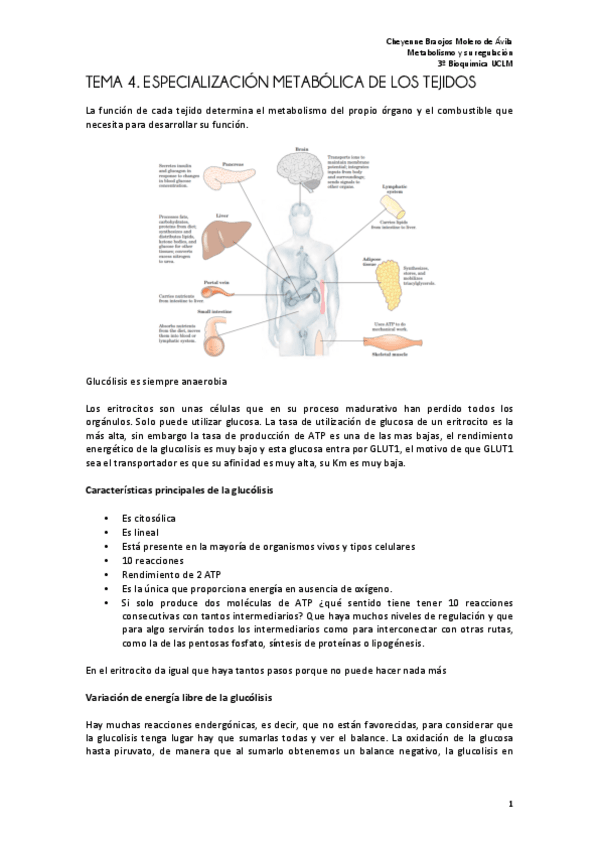Miniatura del documento TEMA 4 metabolismo FINAL.pdf