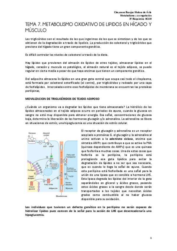 Miniatura del documento Tema 7 metabolismo FINAL.pdf