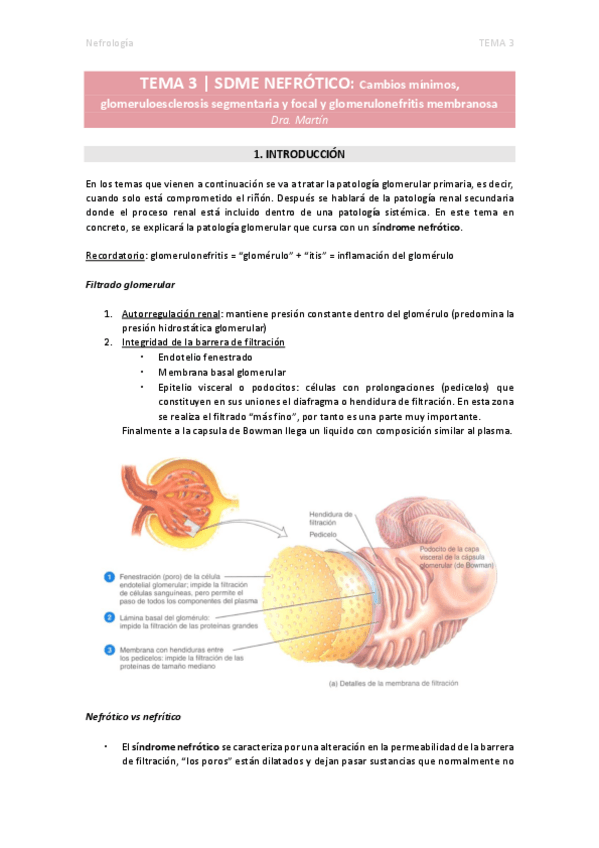 Miniatura del documento TEMA-3.-Sindrome-nefrotico.pdf
