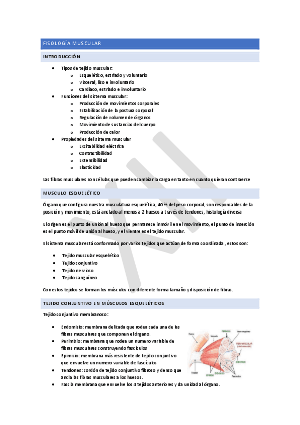 Miniatura del documento FISIOLOGIA-DEL-SISTEMA-MUSCULARXII.pdf