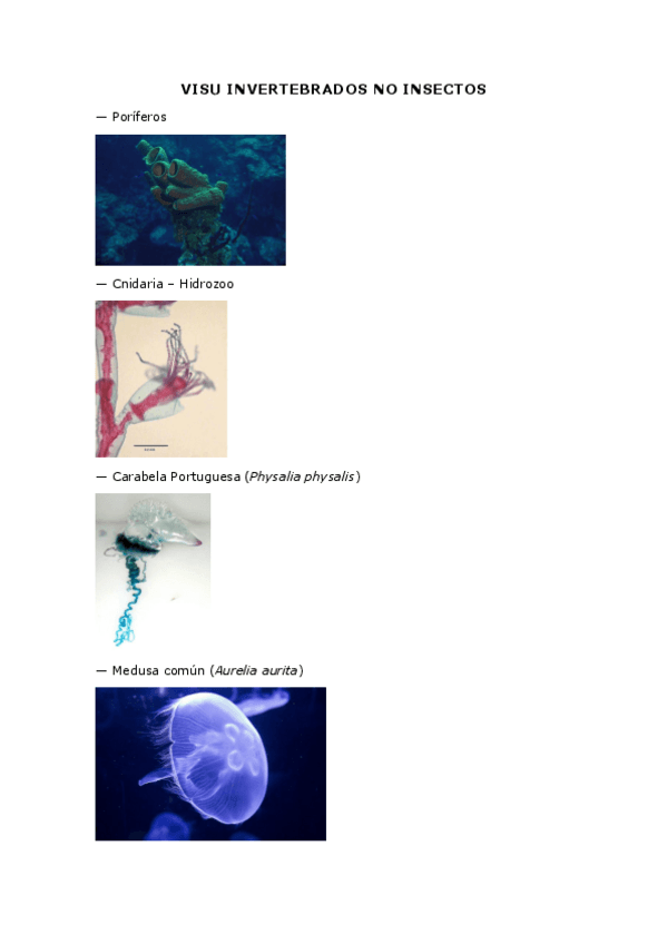 Miniatura del documento Invertebrados no insectos.pdf