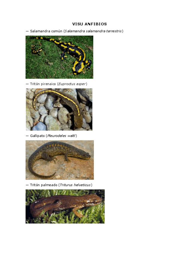 Miniatura del documento Anfibios.pdf