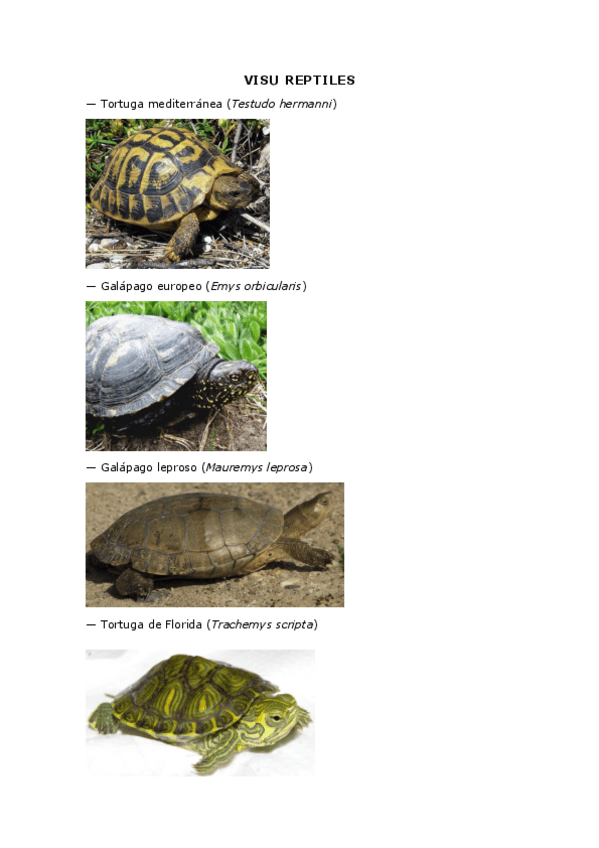 Miniatura del documento Reptiles.pdf