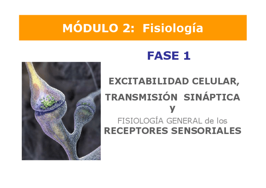 Miniatura del documento MOD2-Excitabilidad-y-sinapsisFisio-1o-2015-16.pdf