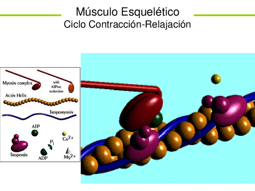 Miniatura del documento Ciclo-de-los-puentes-cruzados.pdf