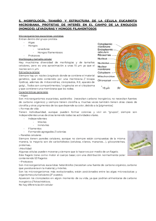 Miniatura del documento 5.-MICRO.pdf