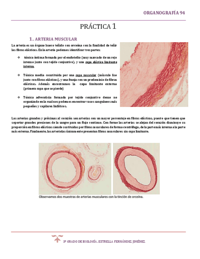Miniatura del documento ORGANOGRAFÍA -94-117.pdf