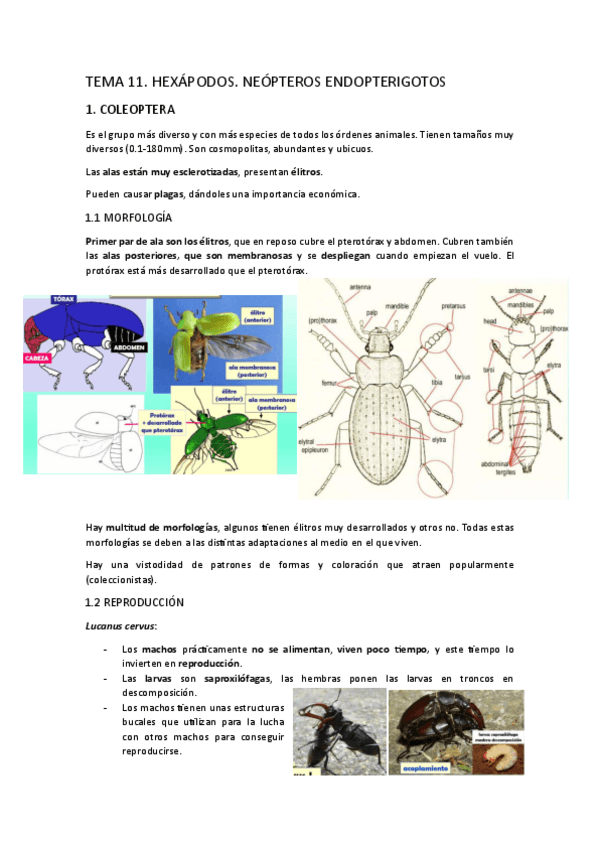 Miniatura del documento TEMA-11.-Hexapodos.-Neopteros-endopterigotos.pdf