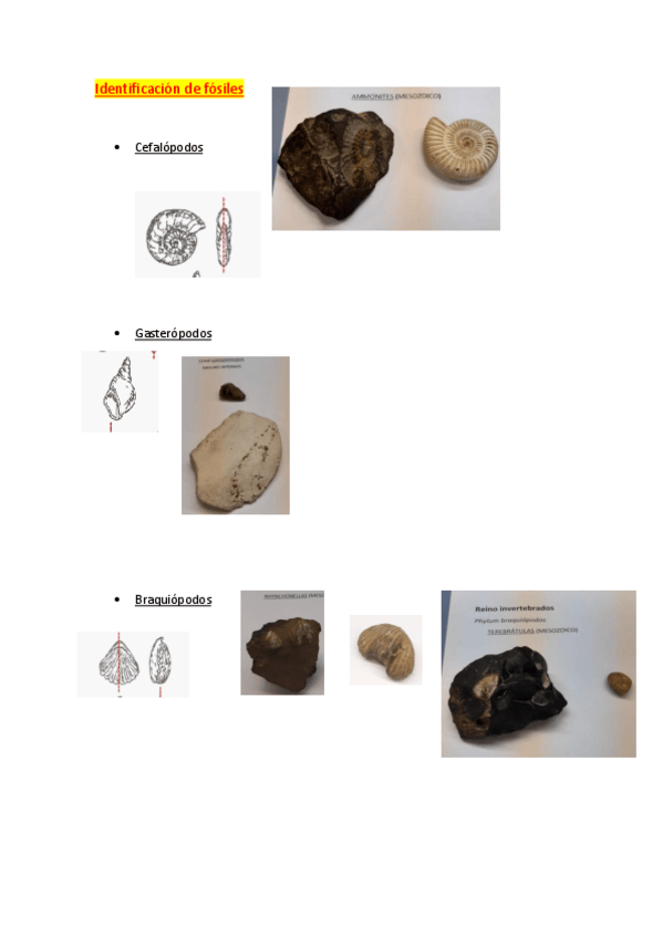 Miniatura del documento Fosilesapuntes-examen.pdf