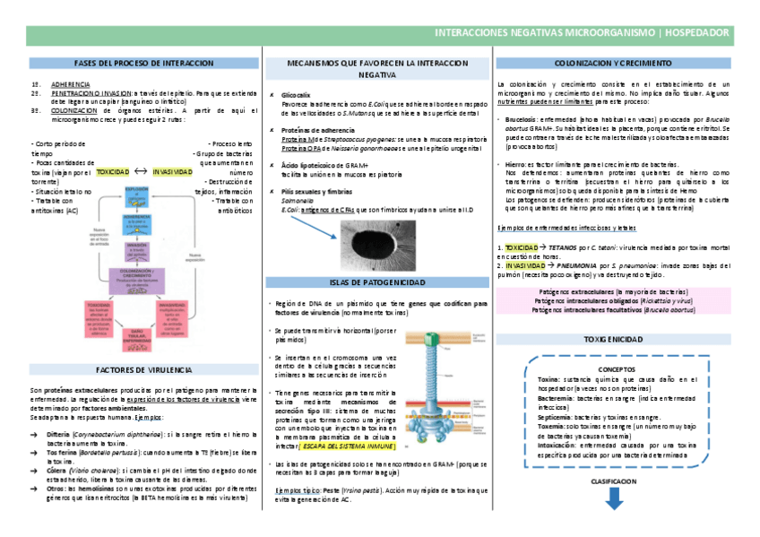 Miniatura del documento Micro6.3-Interacciones-MO-y-hospedador.pdf
