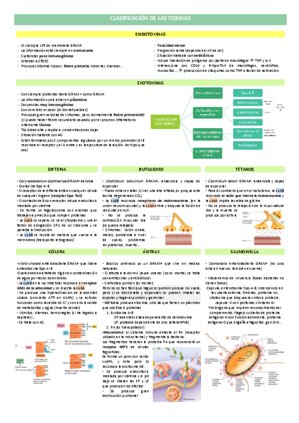 Miniatura del documento Micro6.4-Clasificacion-de-las-toxinas.pdf