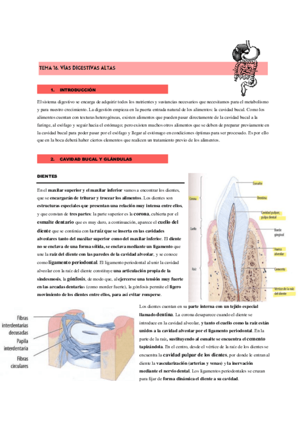 Miniatura del documento APARATO-DIGESTIVO.pdf