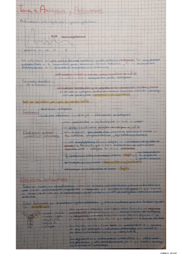 Miniatura del documento Tema 4 Inmuno.pdf