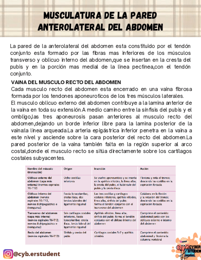 Miniatura del documento MUSCULATURA-DE-LA-PARED-DEL-ABDOMEN.pdf