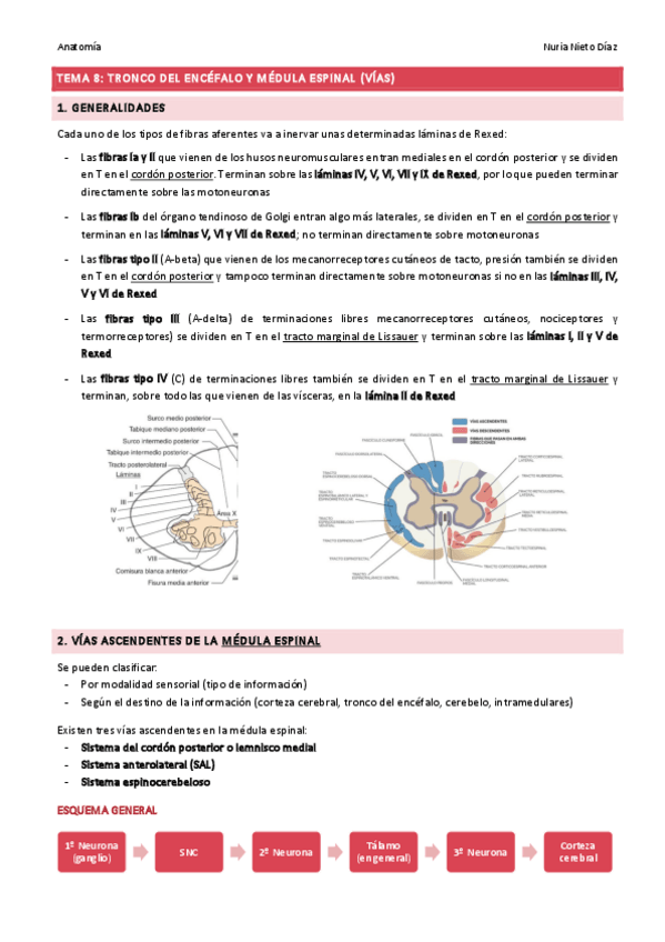 Miniatura del documento TEMA 8 - Tronco del encéfalo y médula espinal (Vías).pdf