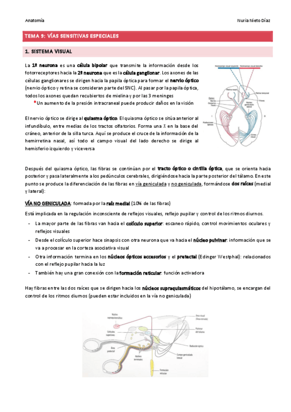Miniatura del documento TEMA 9 - Vías sensitivas especiales.pdf