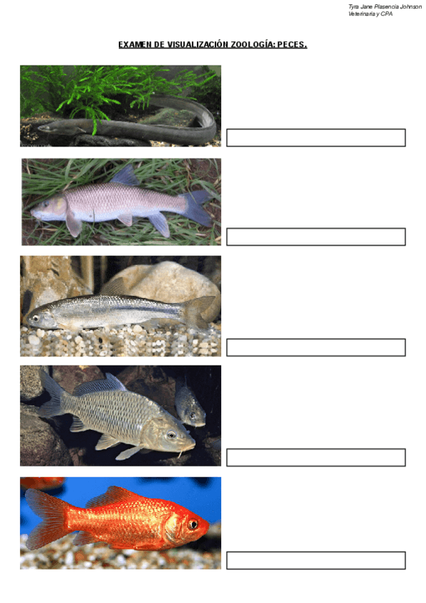 Miniatura del documento ACTIVIDADES PECES ZOO.pdf