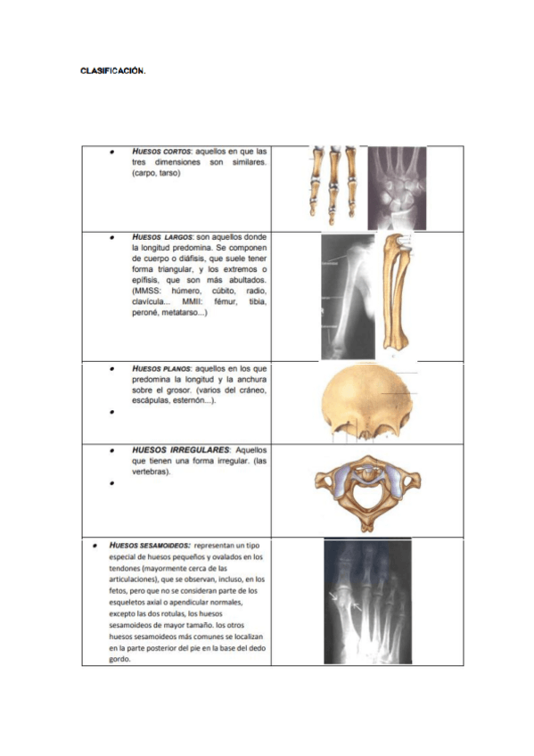 Miniatura del documento anatomia-y-fisiologia-III.pdf