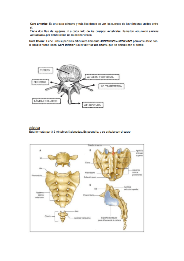 Miniatura del documento anatomia-y-fisiologia-VII.pdf