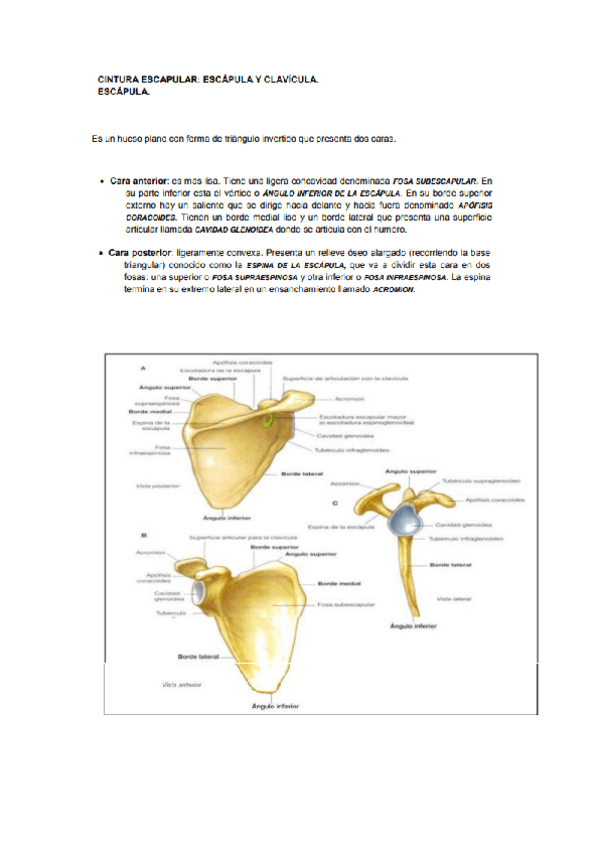 Miniatura del documento anatomia-y-fisiologia-VIII.pdf