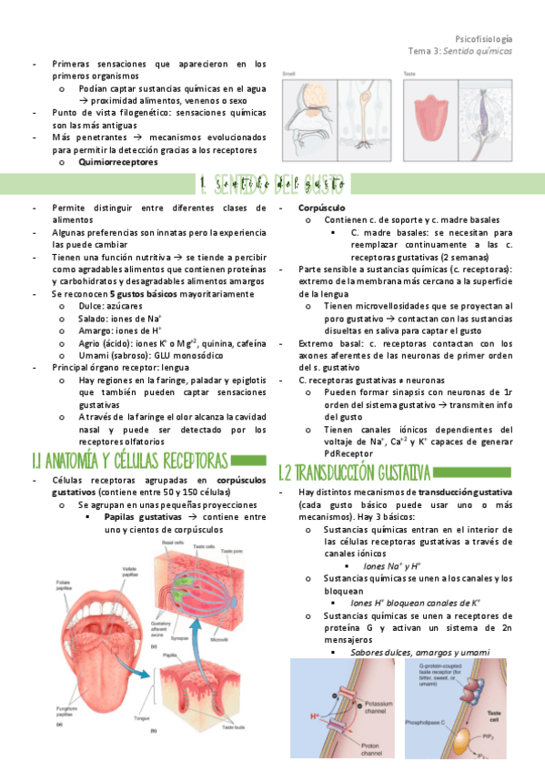 Miniatura del documento TEMA-3-sentidos-quimicos.pdf