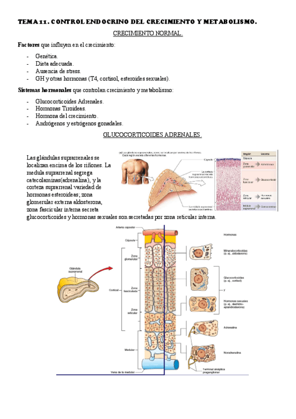 Miniatura del documento T11.-CONTROL-ENDOCRINO-DEL-CRECIMIENTO-Y-METABOLISMO..pdf