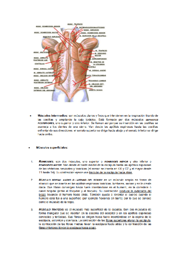 Miniatura del documento anatomia-y-fisiologia-I-3.pdf