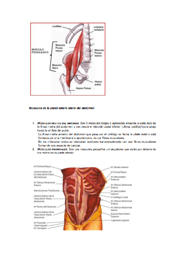 Miniatura del documento anatomia-y-fisiologia-I-4.pdf