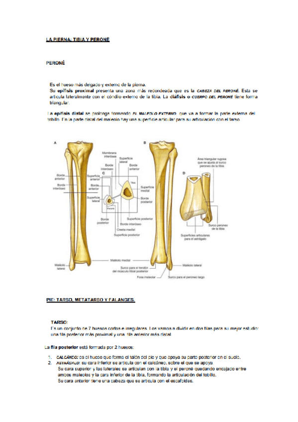 Miniatura del documento anatomia-y-fisiologia-I-1.pdf