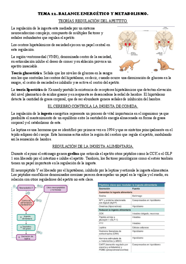 Miniatura del documento TEMA-12.-BALANCE-ENERGETICO-Y-METABOLISMO..pdf