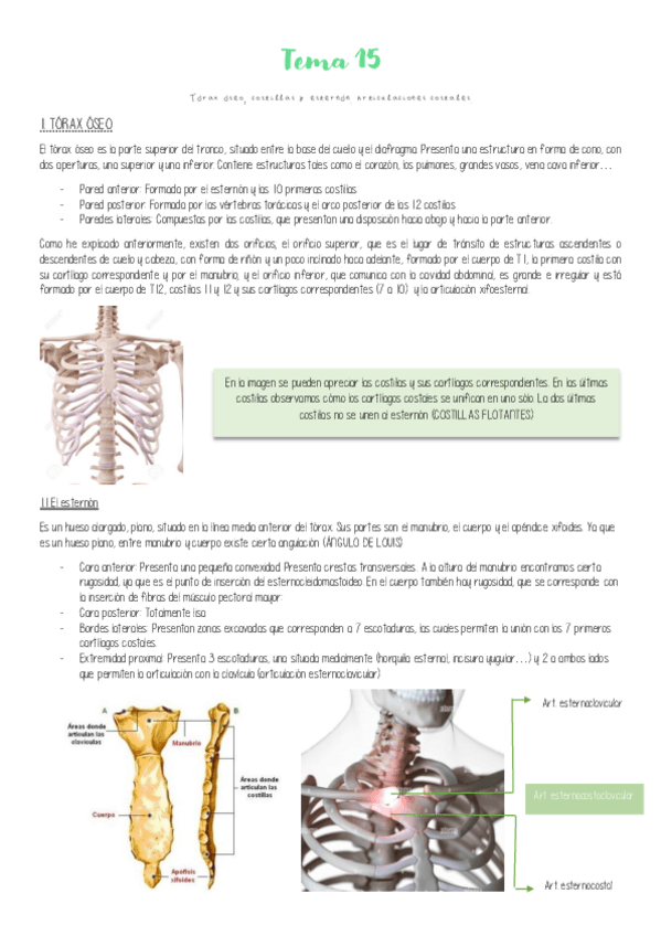 Miniatura del documento Tema-15-Torax-oseo-y-articulaciones.pdf