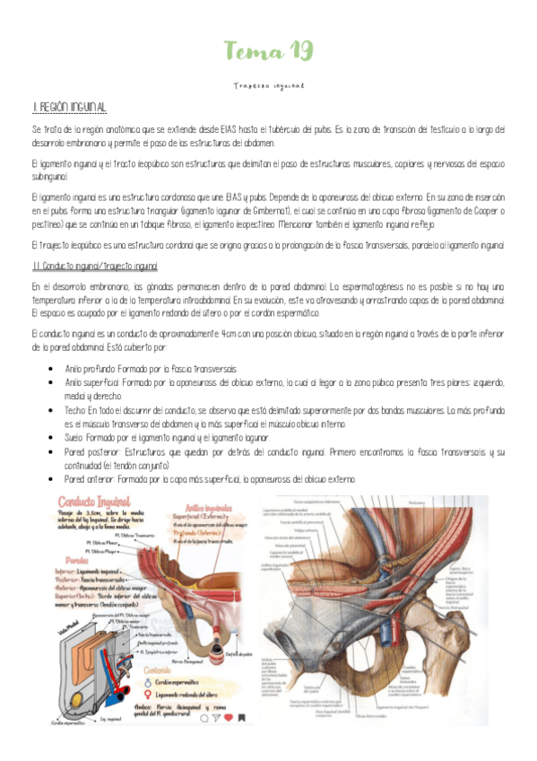 Miniatura del documento Tema-19-Trayecto-inguinal.pdf