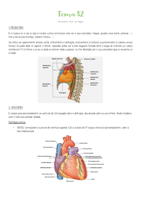 Miniatura del documento Tema-82-Anatomia-del-corazon.pdf