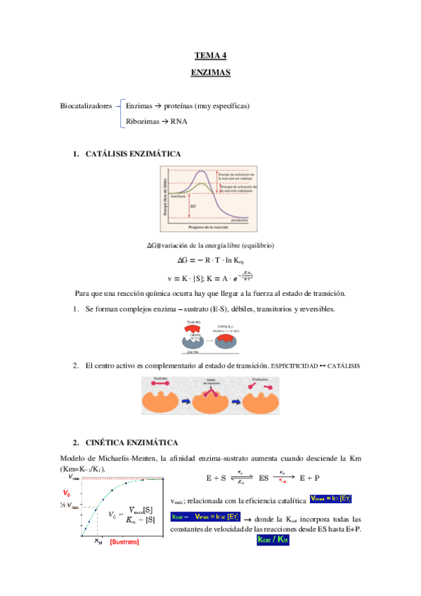 Miniatura del documento TEMA-4-ENZIMAS.pdf
