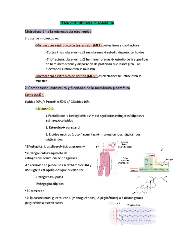 Miniatura del documento Tema-2-citologia.pdf