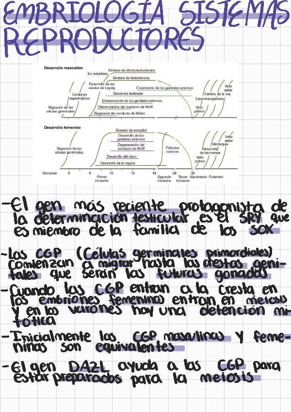 Miniatura del documento Embriologia-sistemas-reproductores.pdf