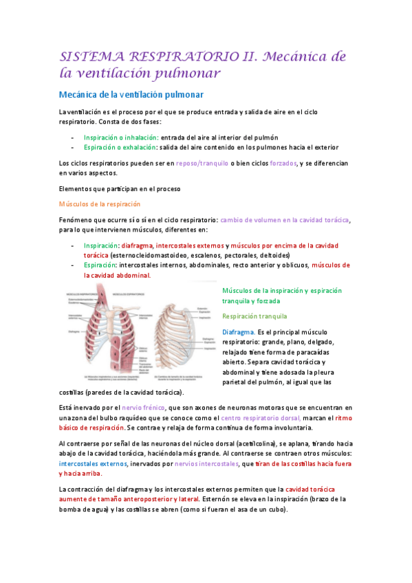Miniatura del documento SISTEMA-RESPIRATORIO-II.-Mecanica-de-la-ventilacion-pulmonar.pdf