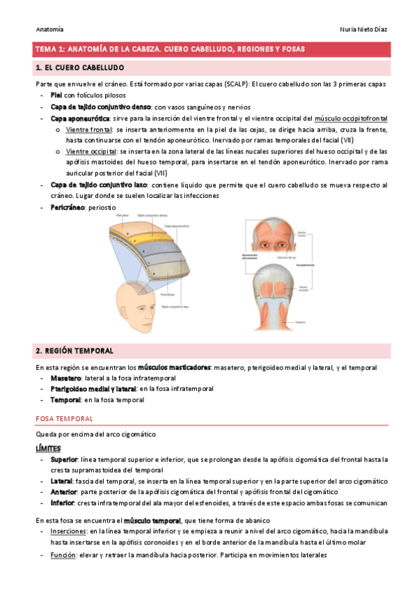 Miniatura del documento TEMA 1 - Anatomía de la cabeza. Cuero cabelludo, regiones y fosas.pdf