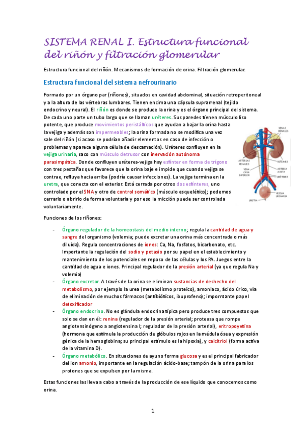 Miniatura del documento SISTEMA-RENAL-I.-Estructura-funcional-del-rinon-y-filtracion-glomerular.pdf