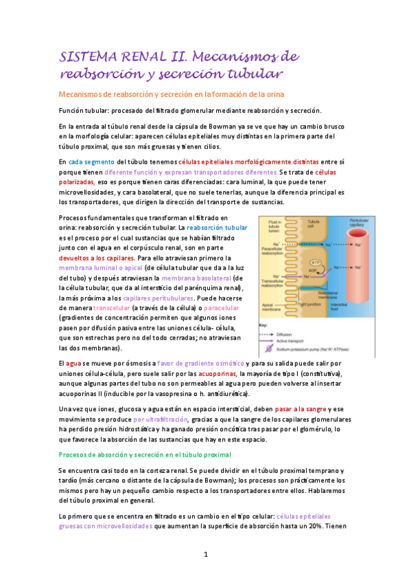Miniatura del documento SISTEMA-RENAL-II.-Mecanismos-de-reabsorcion-y-secrecion-tubular.pdf