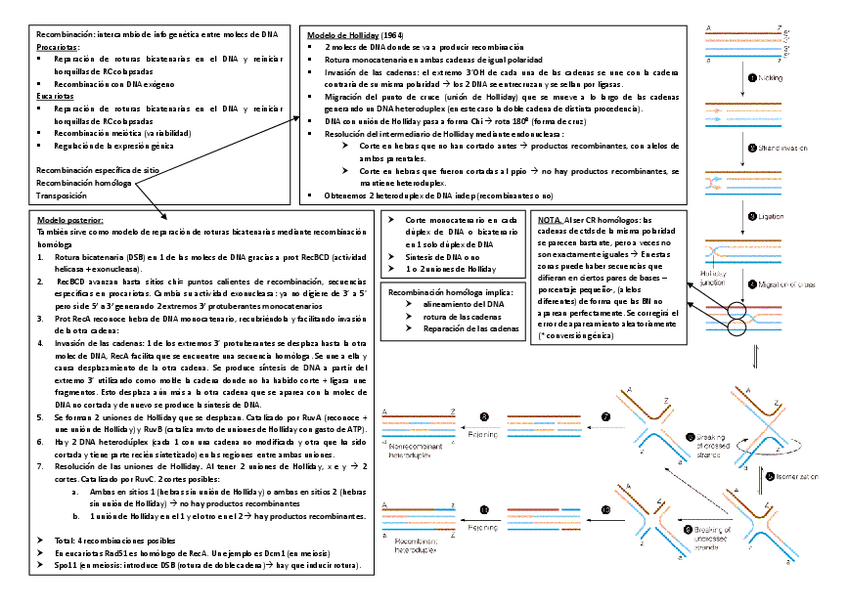 Miniatura del documento recombinacion.pdf
