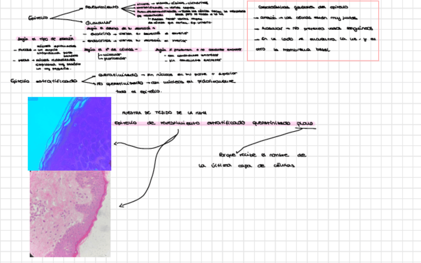 Miniatura del documento Practica-1-Tejido-Epitelial.pdf