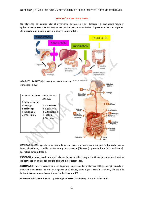 Miniatura del documento TEMA-2.-DIGESTION-Y-METABOLISMO-DE-LOS-ALIMENTOS.-DIETA-MEDITERRANEA-AG.pdf