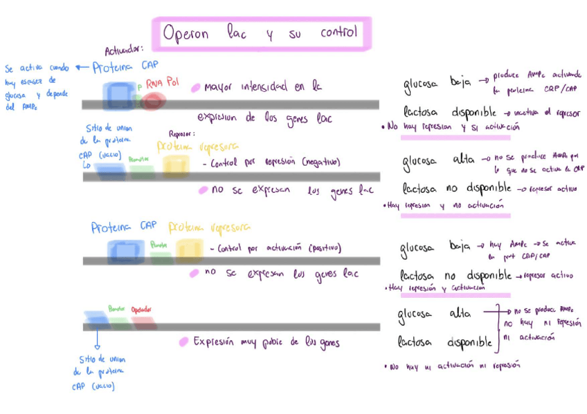 Miniatura del documento Operon-lac.pdf